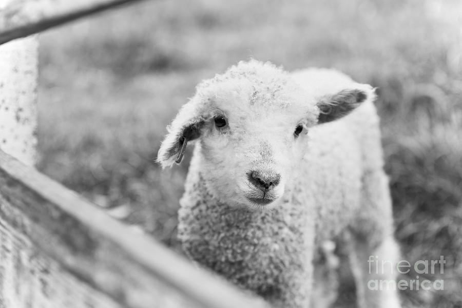 A Lamb Photograph by Lara Morrison