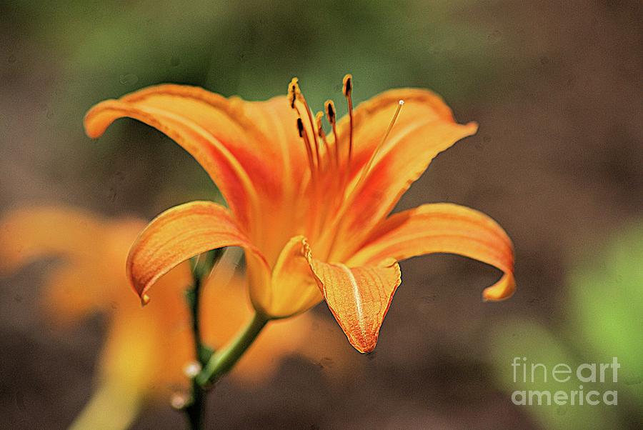 Sweet Lilly In Orange Photograph