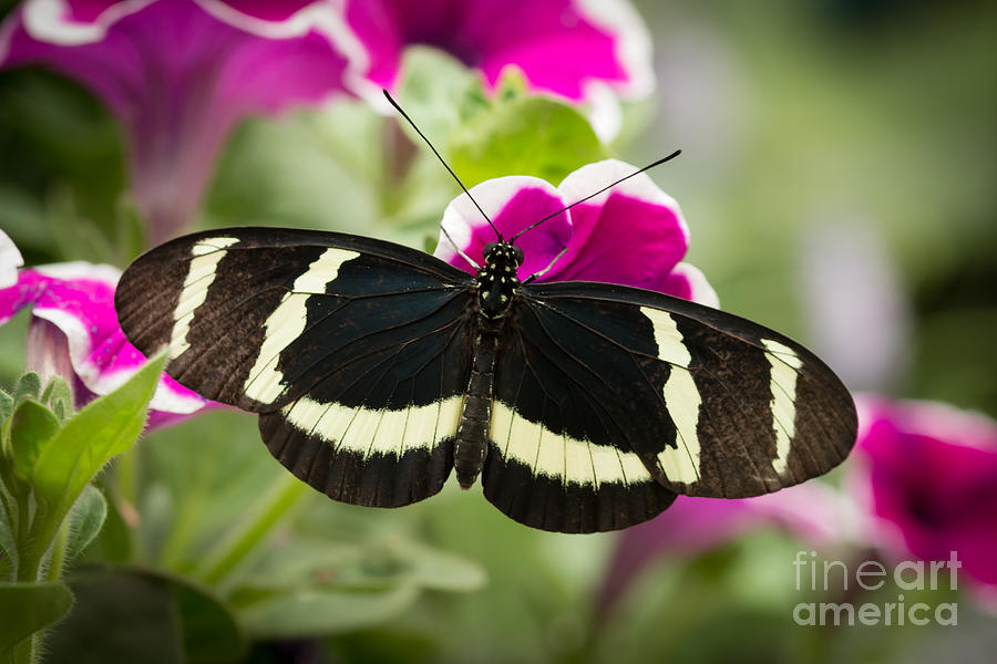 Sweet Little Butterfly Photograph by Ana V Ramirez