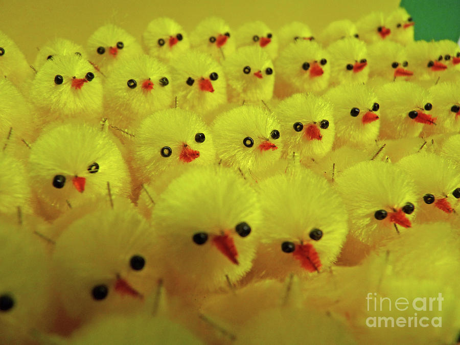 Sweet little chicks waiting for Easter Photograph by Eva-Maria Di Bella