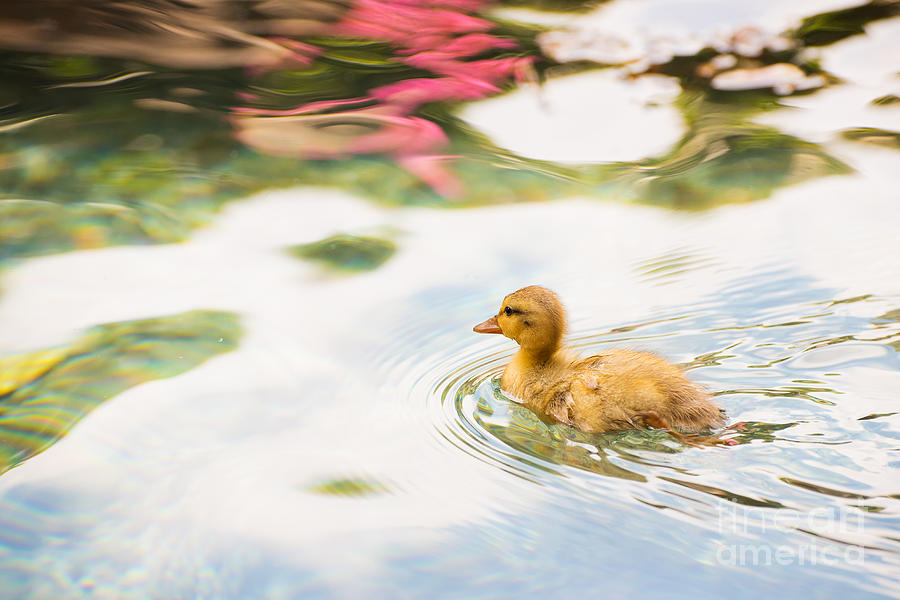Sweet Little Duckling Photograph by Mary Jane Armstrong