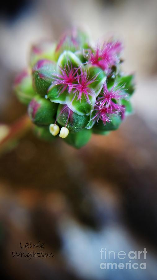 Sweet Little Flower Photograph by Lainie Wrightson
