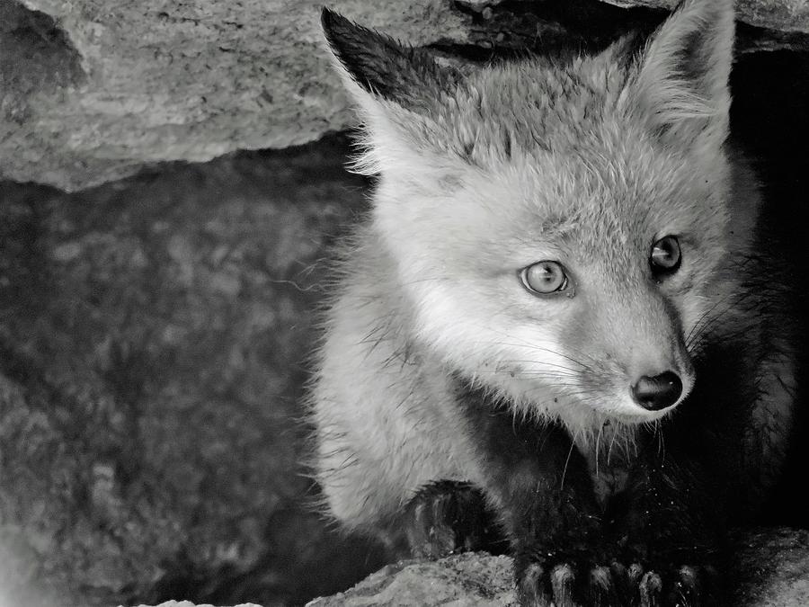 Sweet little Fox Kit Photograph by Nicole Belvill