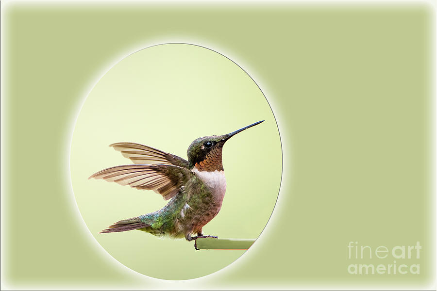 Sweet Little Hummingbird Photograph by Bonnie Barry