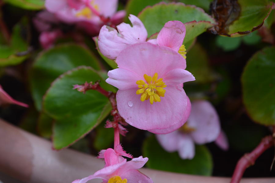 Sweet Little Pink Flower Photograph by Stacie Siemsen