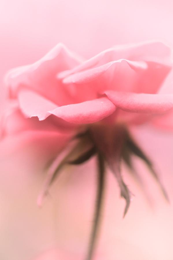 Sweet Lonesome Rose Photograph by The Art Of Marilyn Ridoutt-Greene