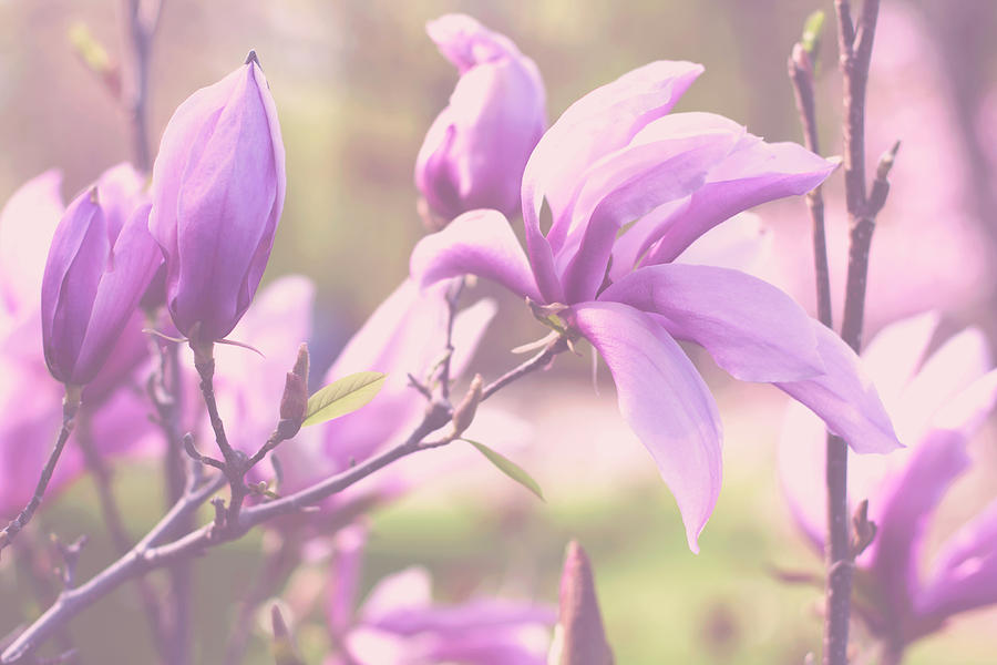 Sweet Magnolia Photograph by Angela King-Jones - Fine Art America