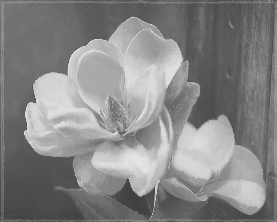 Sweet Magnolia Blossom BW Mixed Media by Teresa Wilson