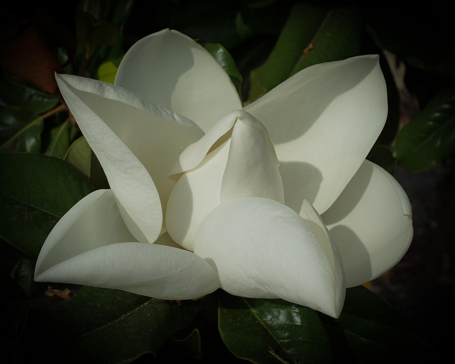 Sweet Magnolia Photograph by Ernest Echols