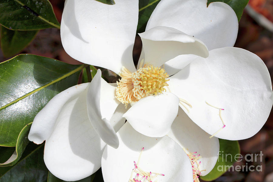 Sweet Magnolia Grandiflora Photograph by Carol Groenen