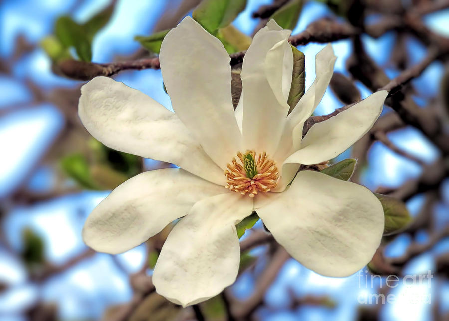 Sweet Magnolia Photograph by Janice Drew