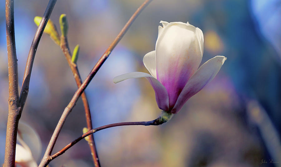 Sweet Magnolia Photograph by John Rivera