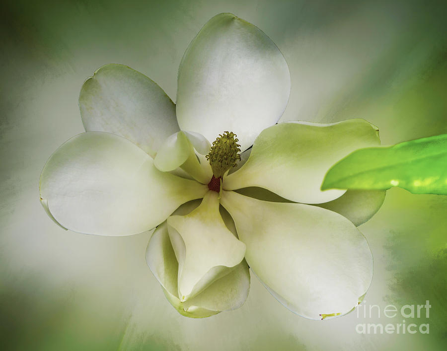 Sweet Magnolia Digital Art by Ken Frischkorn