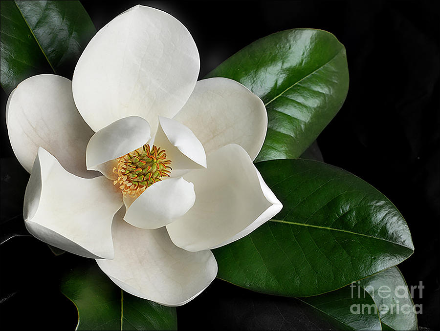 Sweet Magnolia Photograph by Patrick Dablow