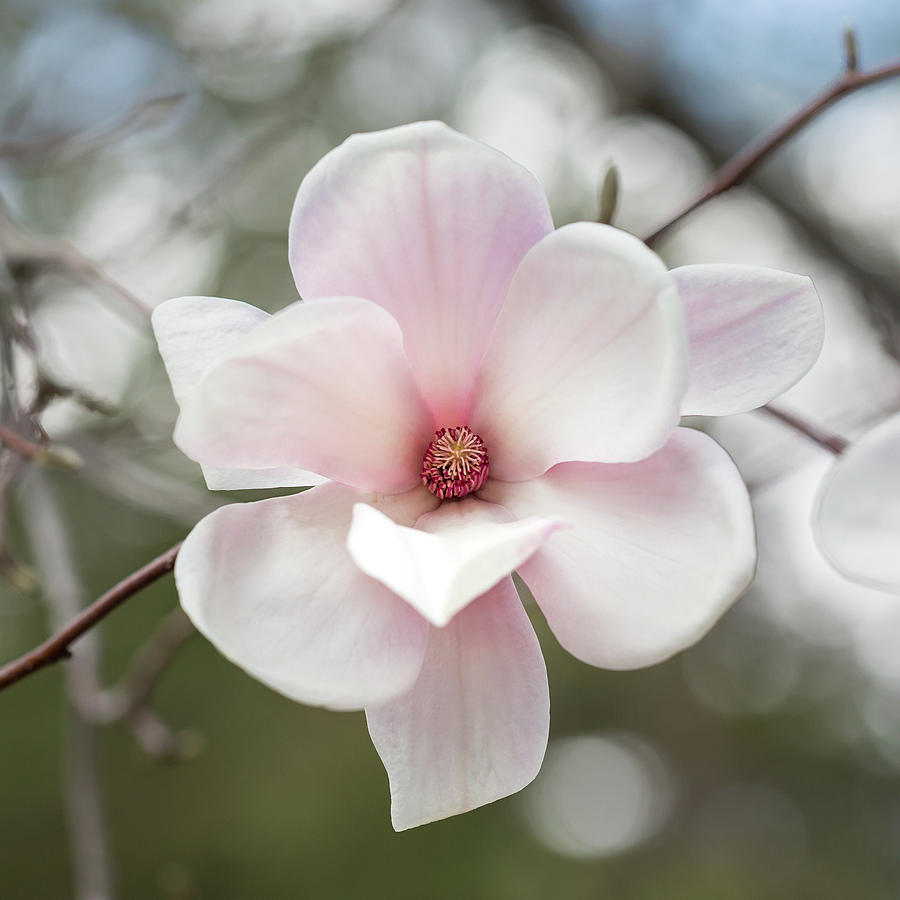 Sweet Magnolia Photograph by Sara Hudock