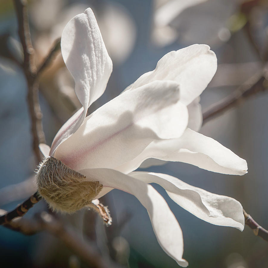 Sweet Magnolia Photograph by Teresa Wilson