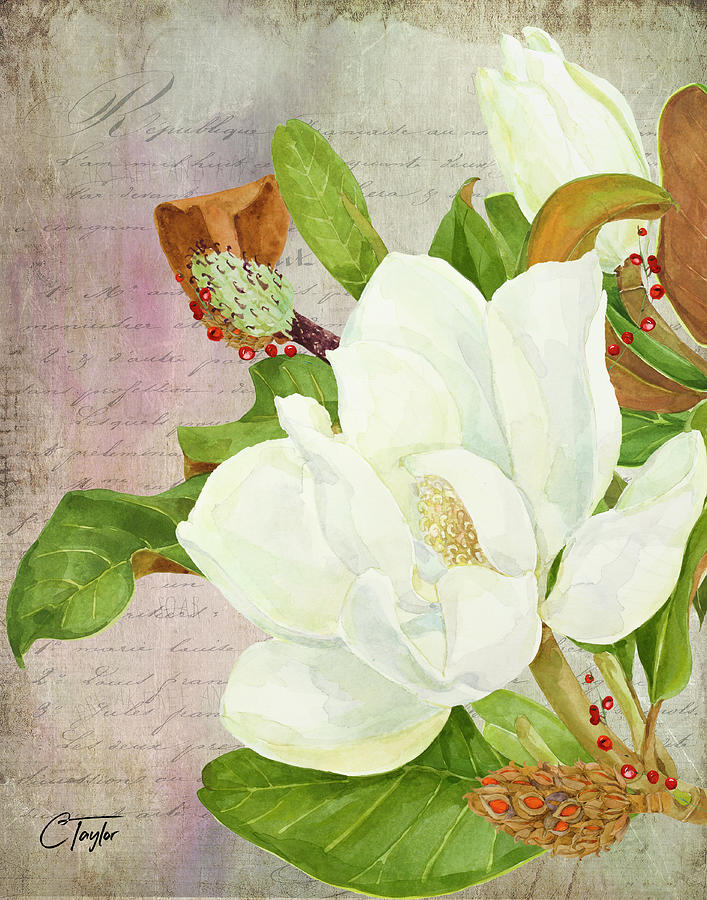Sweet Magnolias Mixed Media by Colleen Taylor