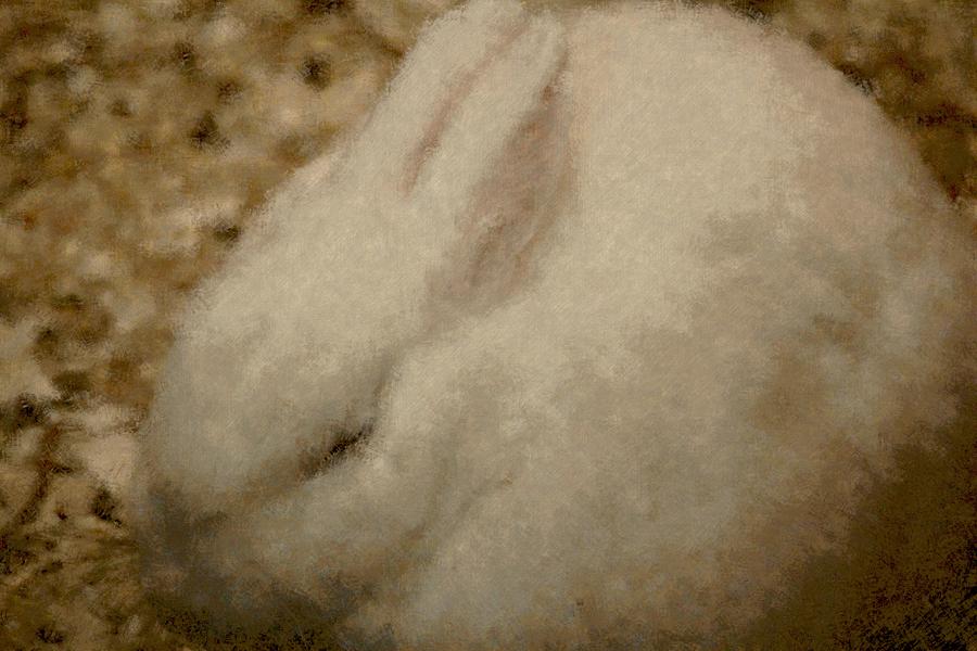 Sweet Marshmallow Photograph by The Art Of Marilyn Ridoutt-Greene