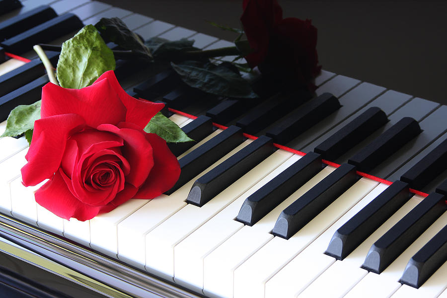 Red Rose Photograph - Sweet Melodies by Susan Pantuso Red Rose Photograph - Sweet Melodies by Susan Pantuso