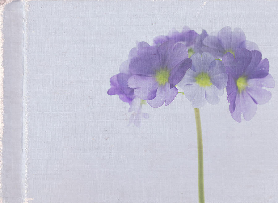 Flower Photograph - Sweet Memories by Rebecca Cozart