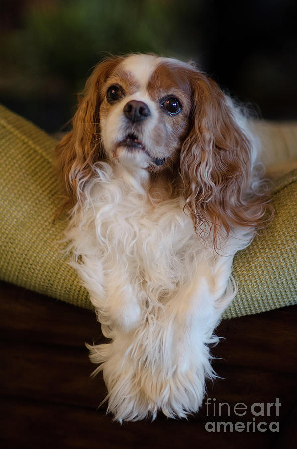 Sweet Miss Daisy Dog Portrait Perched Atop Couch Photograph