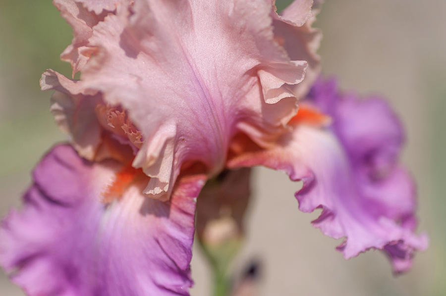 Sweet Musette Macro. The Beauty of Irises Photograph by Jenny Rainbow