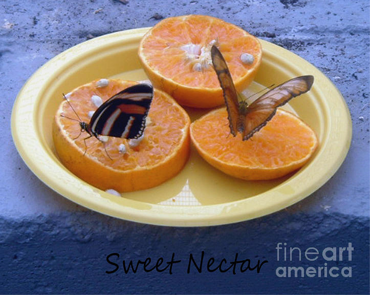 Sweet Nectar Photograph by Barbara A Griffin