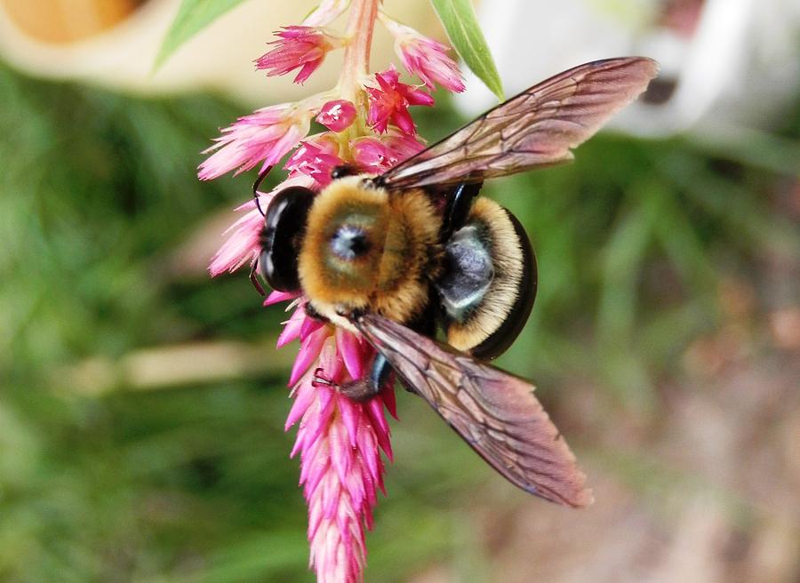 Sweet Nectar Bumblebee Photograph by Belinda Lee