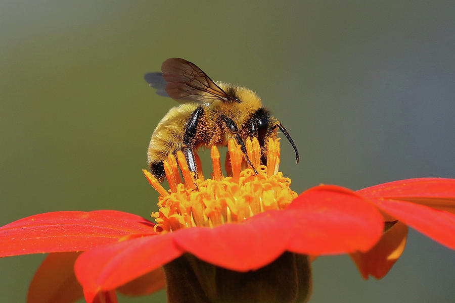 Sweet Nectar Photograph by Doris Potter
