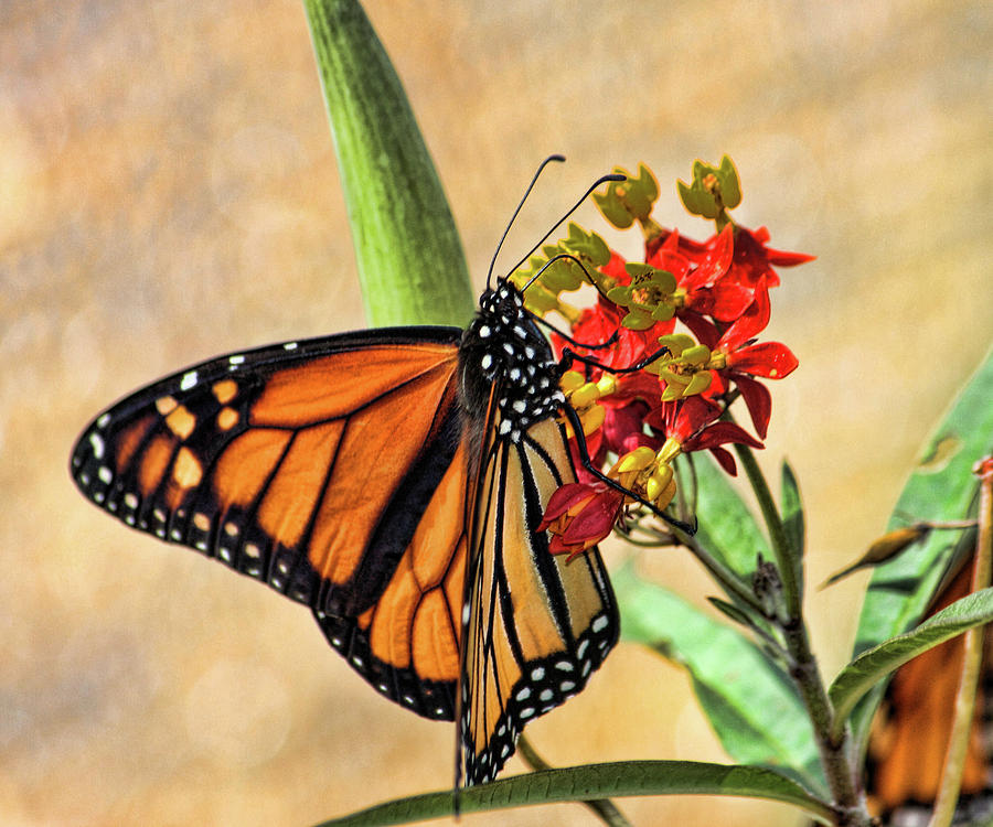 Butterfly Photograph - Sweet Nectar by Joetta West