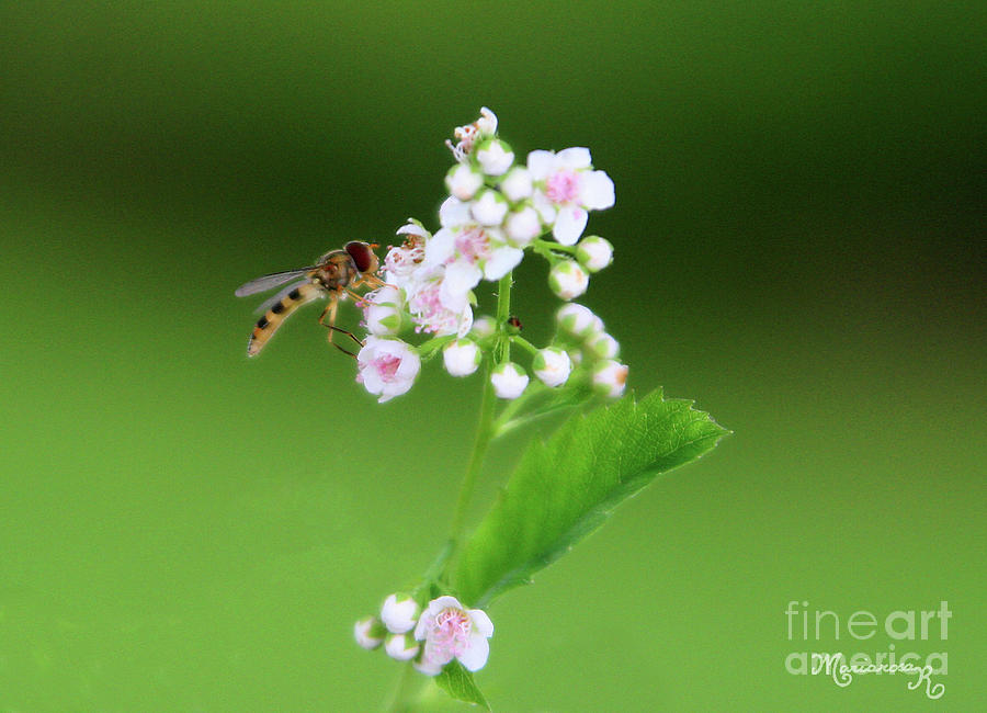 Sweet Nectar Photograph by Mariarosa Rockefeller