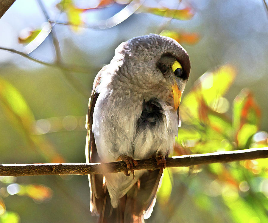 Bird Photograph - Sweet Noisy Miner by Miroslava Jurcik