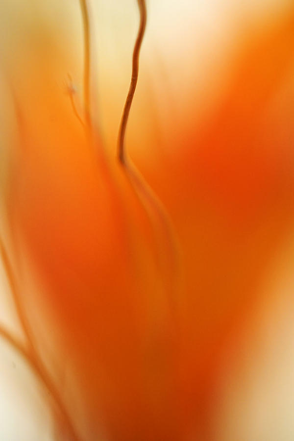 Abstract Photograph - Sweet Orange by Jeremy Lavender Photography