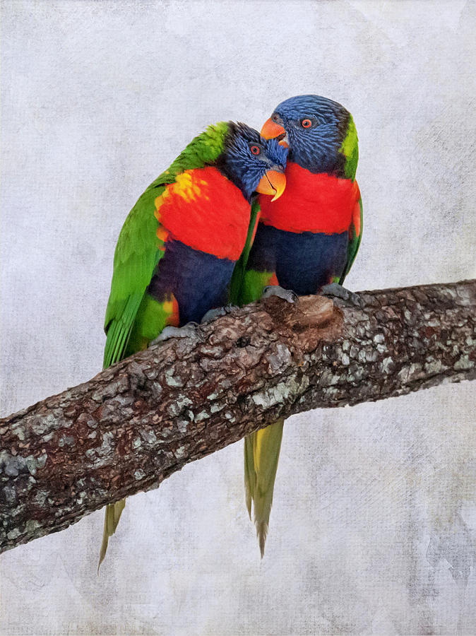 Sweet Pair Photograph by Phyllis Taylor