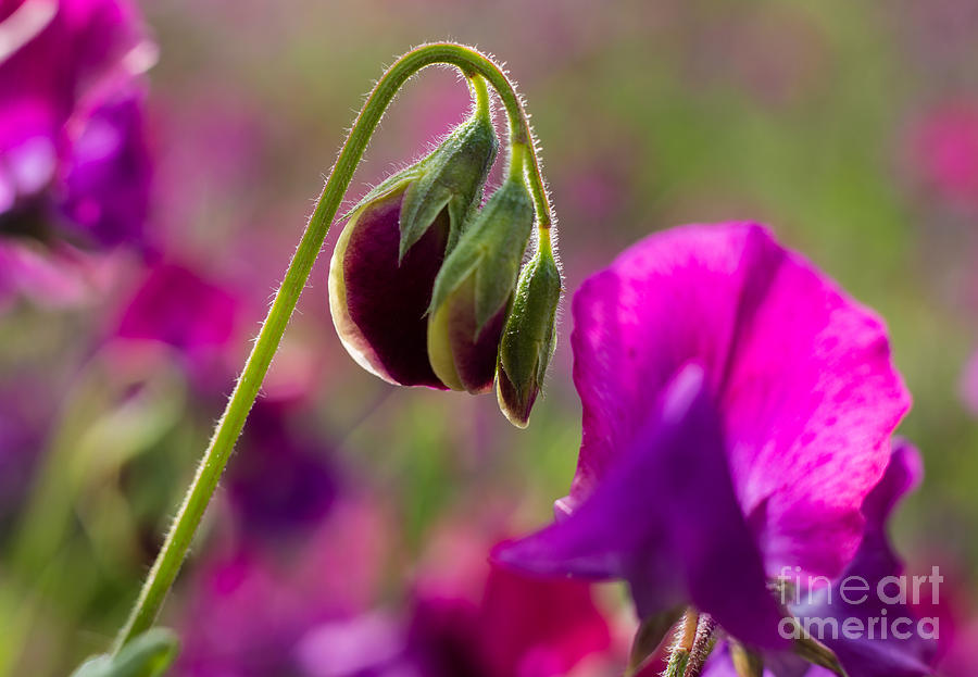 Wild Sweet Pea Photograph - Sweet Pea buds 3290 by Stephen Parker