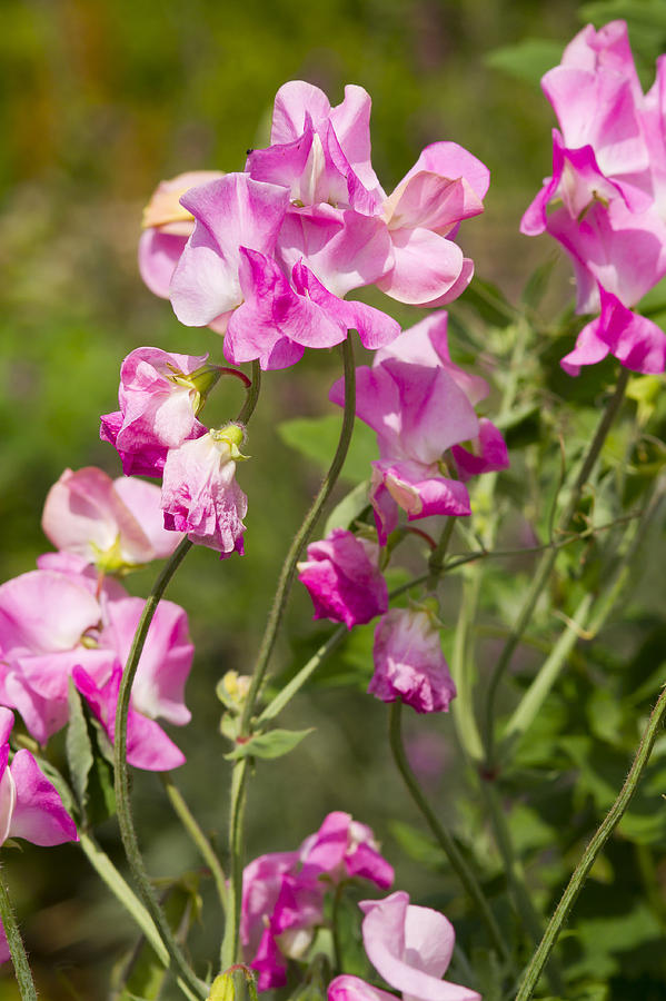 Sweet pea  Photograph by Chris Smith