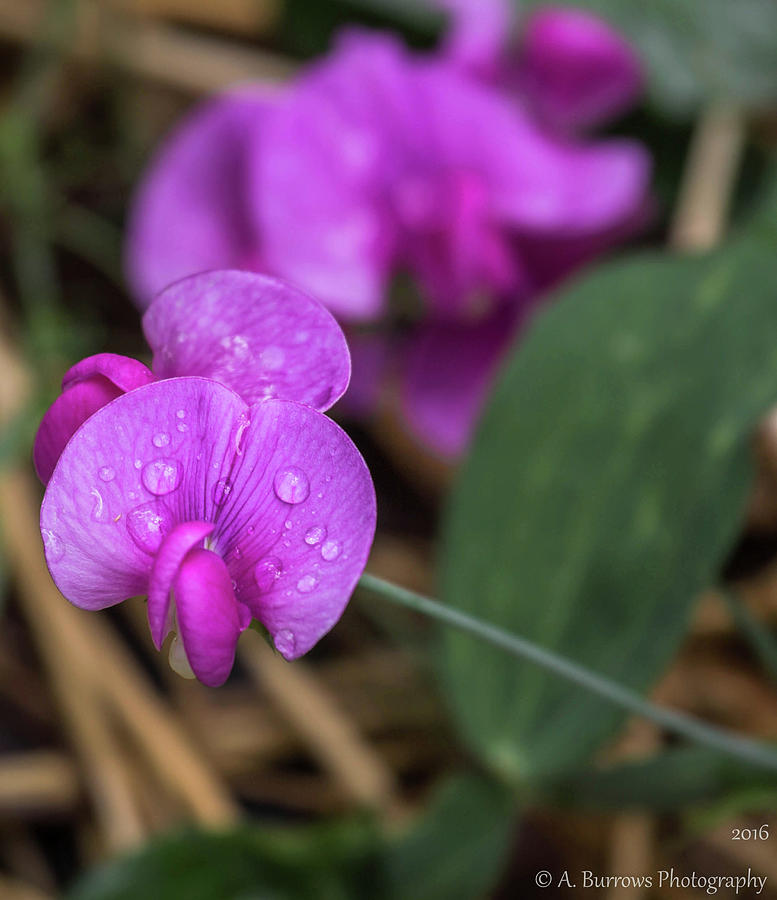 Sweet Pea Droplets Photograph by Aaron Burrows