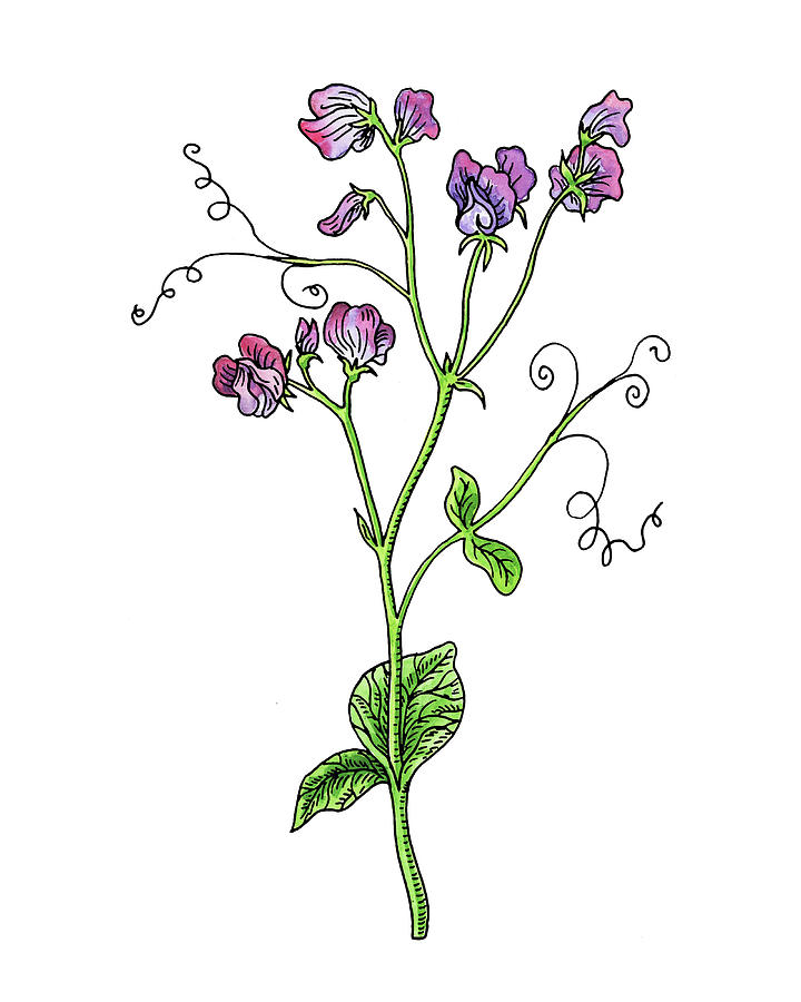 Sweet Pea Flower Botanical Watercolor Painting