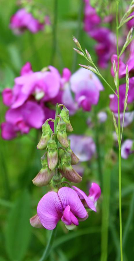 Sweet Pea in the Wild Photograph by M E