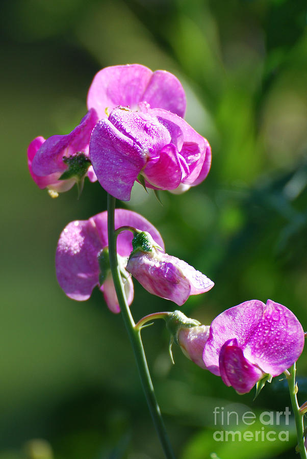 Sweet Pea Photograph by Lila Fisher-Wenzel