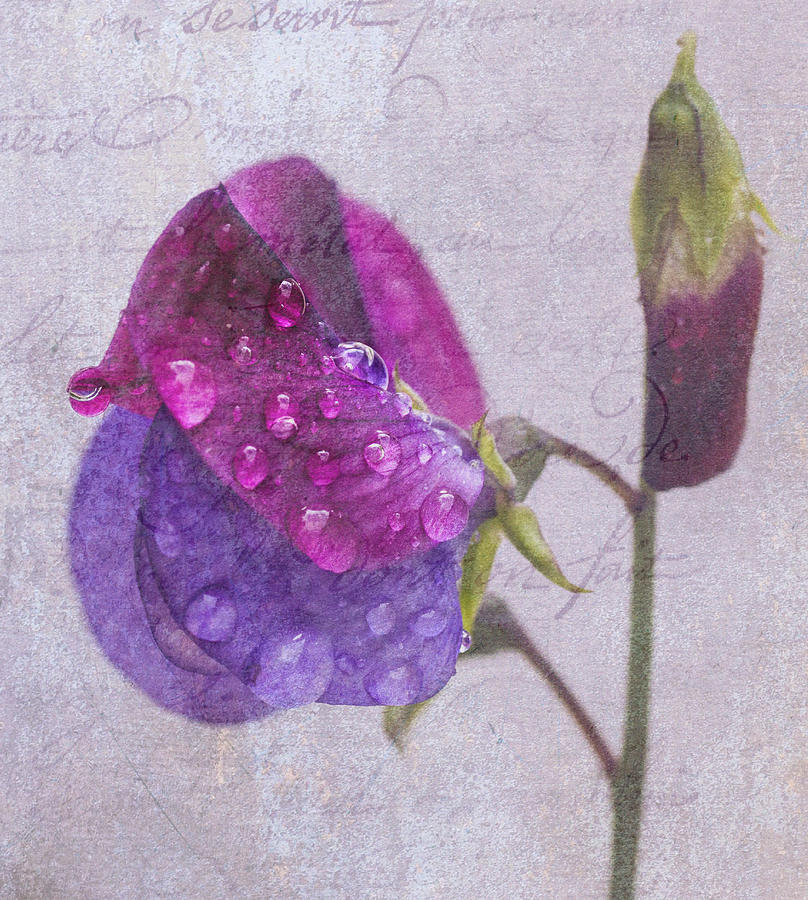 Sweet Pea Raindrops Photograph by Diane Fifield
