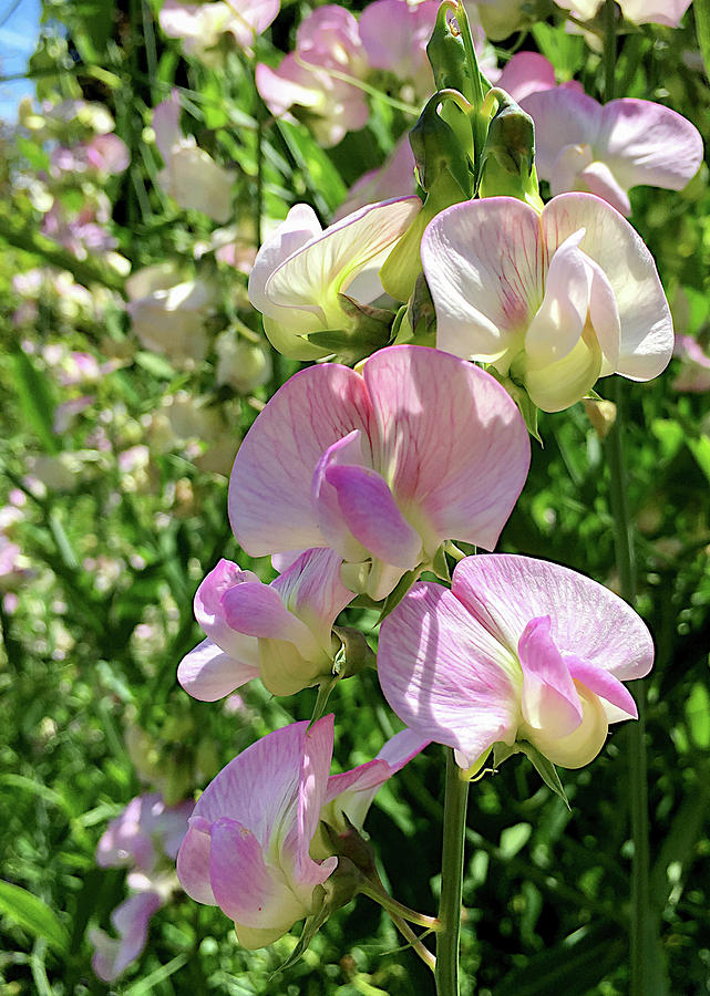 Sweet Pea Summer Photograph by Mo Barton - Fine Art America