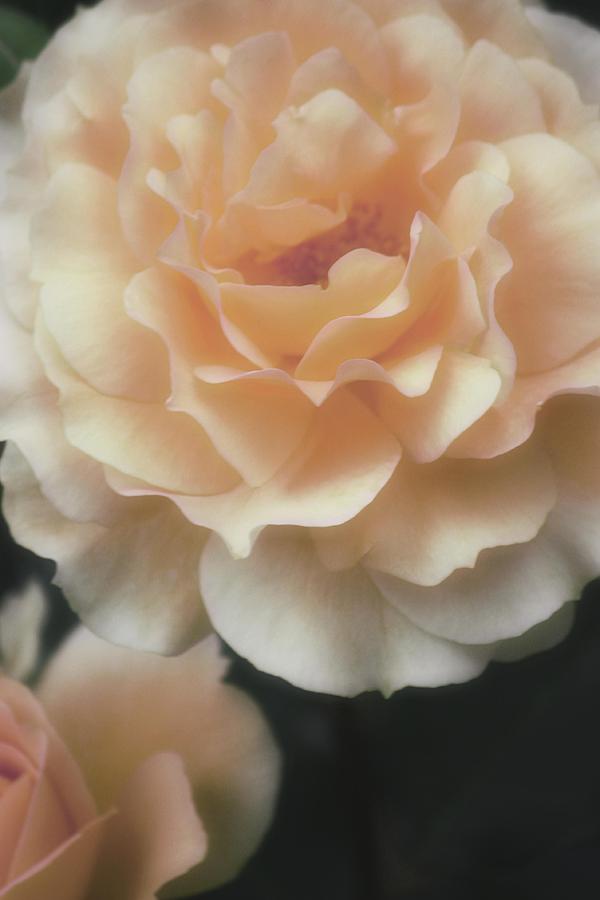 Sweet Peach Romance Photograph by The Art Of Marilyn Ridoutt-Greene