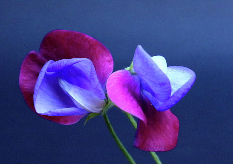 Sweet Peas Photograph by Jeff Townsend