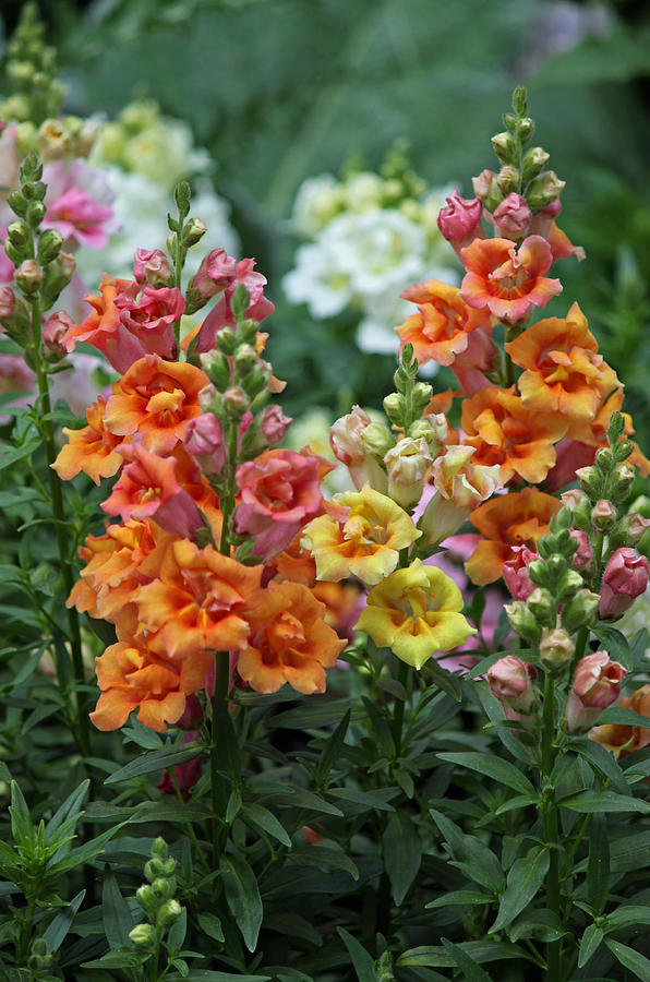 Sweet Peas Photograph by Suzanne Gaff - Fine Art America