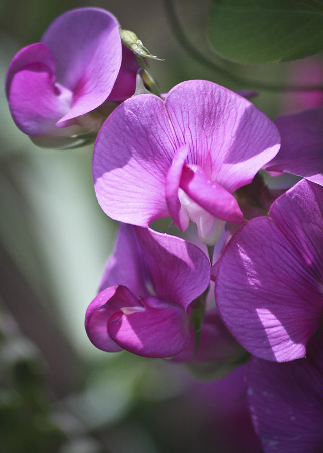 Sweet Peas Photograph by Teresa Mucha | Fine Art America