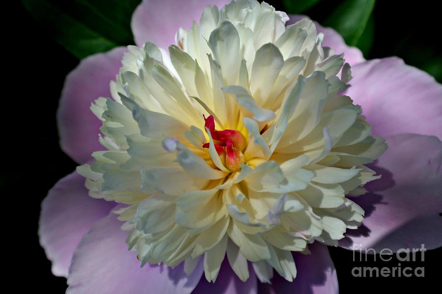 Sweet Peony   Photograph by Hominy Valley Photography