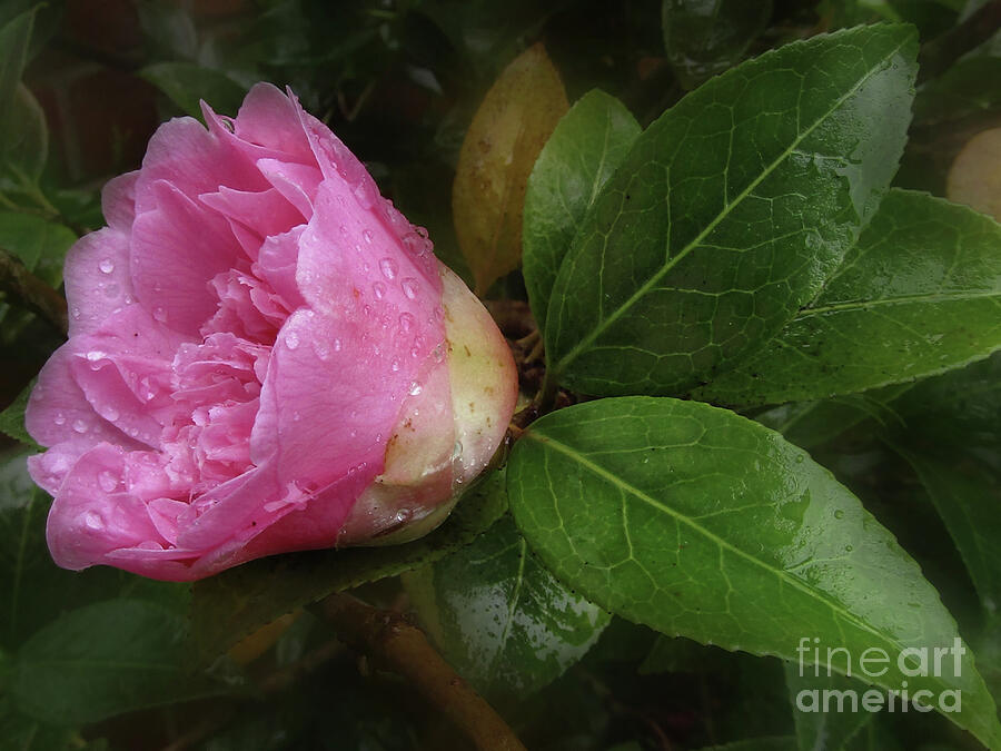 Sweet Pink Camellia Photograph by Kim Tran