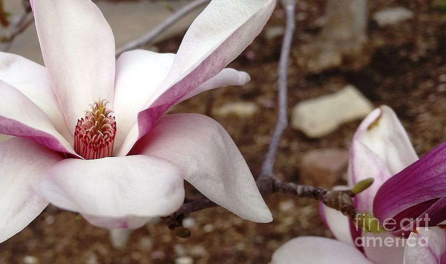 Sweet Pink Magnolia Photograph by Caryl J Bohn