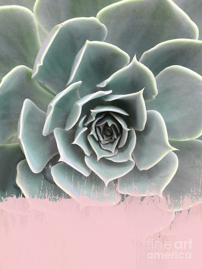 Sweet Pink Paint on Succulent Mixed Media by Emanuela Carratoni